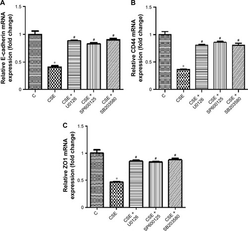 Figure 2 mRNA expression of epithelial cell-differentiation markers E-cadherin (A), CD44 (B), and ZO1 (C) in CSE-treated bronchial epithelial cells.