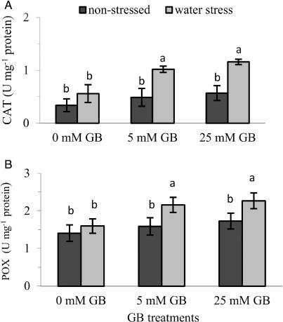 Figure 7 Effect of foliar application of GB on: A, activities of catalase (CAT); B, and peroxidase (POX) of pepper seedlings grown under optimum and water stress conditions. Vertical bars represent mean ± SE (n = 8).