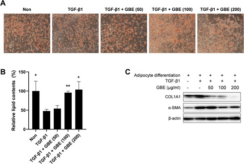 Figure 3. GBE inhibited transdifferentiation of adipocytes into myofibroblasts. (A–C) Murine preadipocytes, 3T3-L1, were cultured in adipogenic media for eight days to differentiate into adipocytes. The differentiated adipocytes were then transdifferentiated into myofibroblasts by treatment with TGF-β1 (10 ng/ml) for 48 h. Cells were also treated with GBE (50, 100, and 200 µg/ml). (A) Lipid was stained with Oil Red O and representative images were captured at ×100 magnification. (B) Relative lipid content from (A) was quantified using ImageJ. Data are presented as mean ± SEM. P-values were calculated using one-way ANOVA with Dunnett's post hoc test compared with the TGF-β1 group. *P < 0.05, **P < 0.01. (C) The protein levels of COL1A1 and α-SMA in the transdifferentiated myofibroblasts were analyzed by western blot. Beta-actin was used as a loading control.