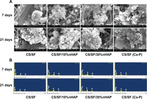 Figure 6 SEM images (A) and EDX spectra (B) of mineral deposition of hMSCs cultured on CS/SF, CS/SF/10%nHAP, CS/SF/30%nHAP, and CS/SF (Ca-P) NMSs.Note: Bar =5 μm.Abbreviations: SEM, scanning electron microscope; EDX, energy-dispersive X-ray spectroscopy; hMSCs, human bone marrow mesenchymal stem cells; CS, chitosan; SF, silk fibroin; nHAP, nanohydroxyapatite; NMS, nanofibrous membrane scaffold.