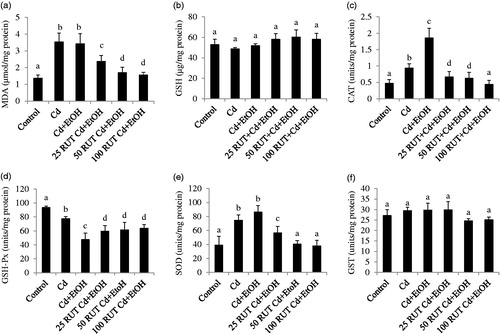 Figure 2. Effects of rutin (RUT), ethanol (EtOH) and cadmium (Cd) co-exposure on oxidative stress markers in rat serum (a) malondialdehyde (MDA), (b) reduced glutathione (GSH), (c) catalase (CAT), (d) glutathione peroxidase (GSH-Px), (e) superoxide dismutase (SOD), (f) glutathione-S-transferase (GST). Data are presented as the mean ± SD (n = 5). Bars with different alphabets are significantly different (p < 0.05).