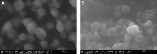 Figure 2 SEM images of (A) freshly prepared EA-NPs and (B) lyophilized EA-NPs.Abbreviations: EA-NPs, ellagic acid-loaded nanoparticles; SEM, scanning electron microscopy.