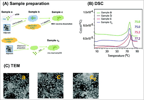Figure 1. The sample preparation and consistent profiles of p239 vaccine antigen particles detected by DSC and TEM. (A) The samples were prepared according to the flow diagram. The process shows the preparation of p239 VLPs in Samples a, c, and c0 that were used for multiple analyses, with Sample c0 being the matrix-matched control for Sample c. (B) Comparable thermal stability as shown by DSC profiles – similar transition temperatures (between 75°C to 75.2°C) were obtained for p239 VLPs in Samples a, c and c0, and a slightly higher transition temperature (77.2°C) was observed in absorbed p239 VLPs in Sample b. (C) Morphology of p239 VLPs were examined using transmission electron microscopy (TEM). The spherical particles of native (Sample a) and aluminum-dissolved p239 VLPs (Samples c and c0) presented similar morphology (Bar = 100 nm).
