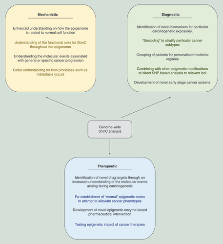 Figure 5.  Overview of how studies utilizing genome-wide 5-hydroxymethylcytosine profiling can advance the field of cancer research.5hmC-based analysis can aid both the understanding of the underlying mechanisms associated with cancer progression, identify novel diagnostic tools and result in the development of new therapeutic strategies for cancer treatment.5hmC: 5-hydroxymethylcytosine.