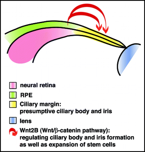 Figure 3 Wnt/β-catenin regulates differentiation of the ciliary margin and expansion of stem cells. Wnt/β-catenin signaling is activated in the ciliary margin and promotes formation of the ciliary body and iris. In addition, Wnt/β-catenin signaling increases proliferation of stem cells in the maturing or adult ciliary body and iris. Wnt2B, expressed in the dorsal RPE, is a good candidate, since it promotes ciliary body formation and maintenance of progenitors in the ciliary margin.