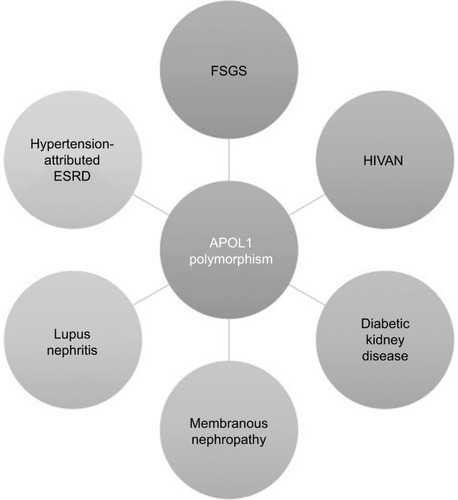 Figure 2 Spectrum of APOL1-associated kidney diseases.