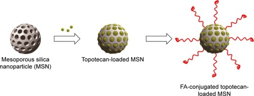 Figure 1 Schematic presentation of preparation of folic acid-conjugated mesoporous silica nanoparticles loaded with topotecan.Abbreviation: FA, folic acid.