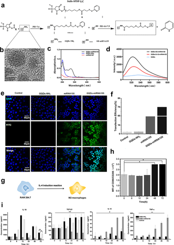 Figure 1 Preparation, characterization and cellular regulation of GQDs-miR155. (a) Schematic diagram of the crosslinking process between GQDs and miR155. (b) HRTEM image of the GQDs-NH2. (c) UV-vis spectrum characterization of prepared GQDs-miR155. (d) Fluorescence spectra of GQDs (blue) and FAM-labeled GQDs-miRNA before (black) and after DTT treatment and filtration (red), respectively. (e) Immunofluorescent staining images of GQDs-miR155 transfected into macrophages for determination of the transfection efficiency. (f) The calculated transfection efficiency results. (g) Scheme depicting the polarization of macrophages using IL-4 stimuli. (h) Intracellular NR fluorescence intensity determined by flow cytometry before and after miR155 regulation during 72h. (i) ELISA detection of macrophage cytokine production. Images are representative of n = 3 independent experiments. The data in the figures represent the averages ± SD. Significant differences: *p < 0.05, **p < 0.01.