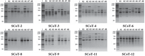 Figure 2. Banding patterns of SCoT-PCR products for eight seedy strains of Alamar apricot rootstock produced with eight primers. L, 1.5 kbp ladder and lanes 2 to 9 represent the eight genotypes.