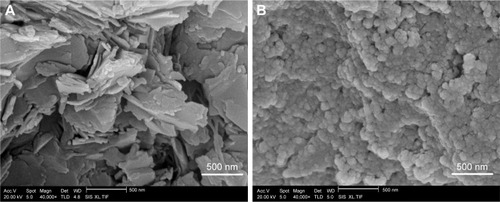 Figure 4 Morphology of samples observed by SEM.Notes: (A) SEM image of raw LE. (B) SEM image of LE-NPs.Abbreviations: LE, lutein ester; LE-NPs, lutein ester nanoparticles; SEM, scanning electron microscopy.