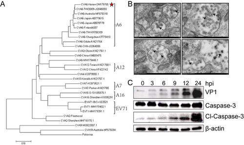 Figure 1. Identification of CVA6 strains in clinical isolates from HFMD patients. (A) A genetic evolutionary tree of CVA6 VP1 (926 bp) by using the neighbor-joining method. (B) Transmission electron micrograph of the infected Vero cells and CVA6 virions. The black arrows indicate spherical particles of the CVA6 virions with a diameter of 26–35 nm; (C) The relative expression of CVA6 VP1 and cleaved-Caspase-3.