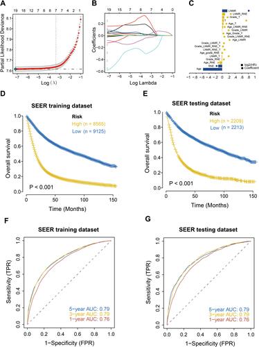 Figure 6 Construction of machine learning clinical prognosis model for postoperative gastric cancer patients in the SEER database and survival analysis of high and low risk groups. (A) Misclassification error of different quantitative variables revealed by LASSO regression model. The red dot represents the misclassification error value, gray line represents the standard error (SE), the left and right vertical dashed lines represent the optimal value under the minimum criterion and 1-SE criterion respectively, and “lambda” is the tuning parameter. (B) Variation in coefficient values (Coefficients) corresponding to the variables with the lambda value of the tuning parameter. (C) The characteristic coefficient diagram of the LASSO regression model. The dots represent the model coefficients and bar graphs represent log2 (HR). (D) Survival analysis of the high and low risk groups in the training set. Yellow represents the high-risk group, and blue represents the low-risk group. (E) Survival analysis of the high and low risk groups in the internal validation set. Yellow represents the high-risk group, and blue represents the low-risk group. (F) ROC analysis of risk score in training set (1, 3, 5 years). (G) ROC analysis of risk score in internal validation set (1, 3, 5 years).