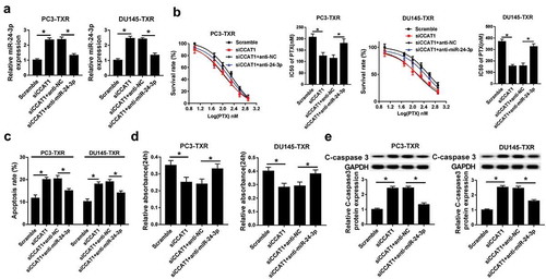 Figure 5. CCAT1 regulates PTX sensitivity by sponging miR-24-3p in PTX-resistant PCa cells.(a) The expression of miR-24-3p was measured in PC3-TXR and DU-145-TXR cells co-transfected with siCCAT1 and anti-miR-24-3p or anti-NC. The survival rate, IC50 of PTX (b), apoptosis (c), viability (d) and C-caspase 3 expression (e) were detected in PC3-TXR and DU-145-TXR cells co-transfected with siCCAT1 and anti-miR-24-3p or anti-NC by MTT, flow cytometry and western blot assays, respectively. *P < .05.