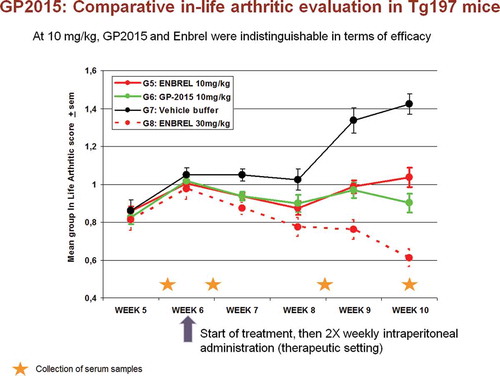 Figure 5. Arthritic score assessment in the human TNF transgenic mouse model Tg197 [Citation25]. At a pharmacologically sensitive dose of 10 mg/kg, GP2015 and Enbrel were indistinguishable in inhibiting arthritic disease symptoms when compared to vehicle buffer-treated control group.
