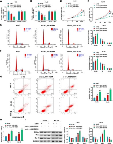 Figure 2. Circ_0001602 silence suppressed the development of AML cells. THP-1 and HL-60 cells were transduced with si-circ_0001602#1, si-circ_0001602#2 or si-NC. (A and B) QRT-PCR assay was utilized for circ_0001602 and linear CCND3 mRNA expression in transfected cells. (C and D) Cell viability was tested by CCK-8 assay. (E and F) The percentage of THP-1 and HL-60 cells at G0/G1, S, or G2/M phase was assessed using flow cytometry. (G) Cell apoptosis was monitored using flow cytometry. (H) Caspase 3 activity was explored by corresponding kit. (I) Western blot assay was carried out for the levels of PCNA, Bax and Bcl-2 protein in transfected cells. *P < 0.05, **P < 0.01, ***P < 0.001.