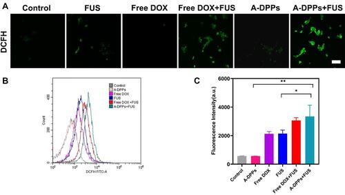 Figure 6 ROS production of A-DPPs with FUS in vitro. (A) Green fluorescence intensity of intracellular ROS production in cells captured by CLSM qualitatively and by flow cytometry (B) and (C) quantitative results. (scale bar = 100 μm). *P < 0.05, **P < 0.01.