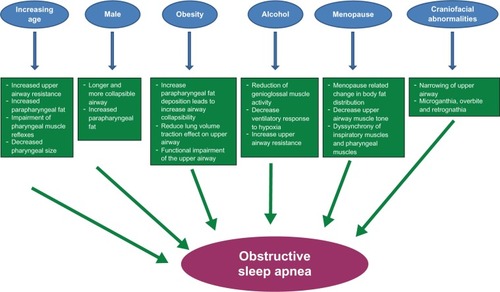 Figure 1 Schematic representation of different risk factors and proposed mechanisms by which they result in obstructive sleep apnea.