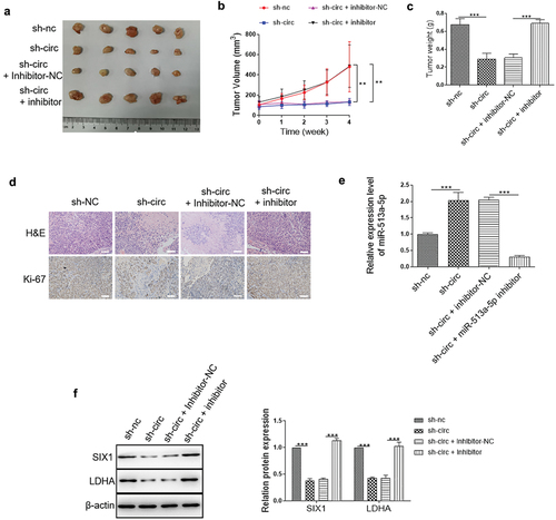 Figure 7. CircPLOD2 promoted tumor progression through the miR-513a-5p/SIX1 axis in vivo. (A) Representative images of tumors of HCT-116 cells with different transfection. (B and C) The tumor volume and weight were measured. (D) Representative images of H&E staining and IHC assay for Ki-67 expression in the tumor tissues. (E) The expression level of miR-513a-5p in tumor tissues was detected by qRT-PCR. (F) Representative blots and analyses for SIX1 and LDHA in circPLOD2-depleted tumor samples with or without miR-513a-5p inhibitor transfection. N = 3, all data were represented as mean ± SD. **p < 0.01, ***p < 0.001 vs. the sh-nc group.