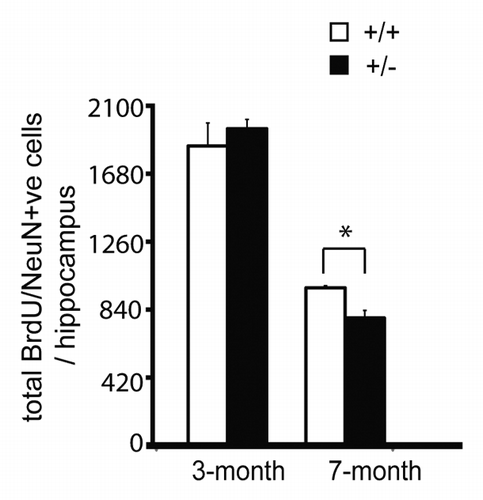 Figure 2. CBP haploinsufficiency causes decreased hippocampal neurogenesis in an age-dependent manner. CBP+/+ and CBP+/− mice at the ages of 3 mo and 7 mo were injected with BrdU and sacrificed 12 d later for quantifying total number of BrdU and NeuN positive cells in coronal sections of the hippocampal dentate gyrus. Quantitative analysis of the total number of BrdU/NeuN-positive cells in the hippocampi from CBP+/+ and CBP+/− (3-mo- and 7-mo-old). *P < 0.05 (n = 4–6 to each group). Error bars denote SEM.