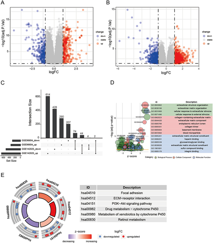 Figure 1 Identification and functional enrichment analysis of differentially expressed genes (DEGs) between health individuals and diabetic nephropathy patients. (A) The volcano plot of DEGs in GSE96804. (B) The volcano plot of DEGs in GSE142025. (C) The upset plot displaying common up-regulated and down-regulated DEGs of GSE96804 and GSE142025. (D) GO enrichment analysis of DEGs. (E) KEGG enrichment analysis of DEGs.