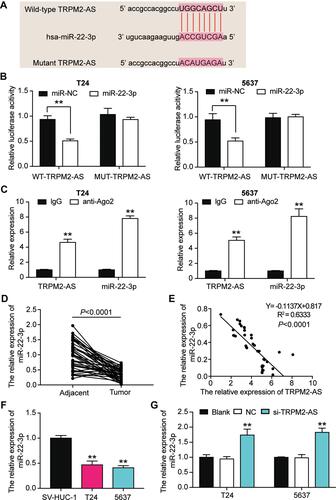 Figure 4 The negative correlation between MiR-22-3p and TRPM2-AS. (A) The combine region sequences of TRPM2-AS and miR-22-3p. (B) Luciferase reporter assay was used to assess the targeting relationship between TRPM2-AS and miR-22-3p. **P < 0.001, ANOVA. (C) RIP assay was used to further confirm the targeting relationship between TRPM2-AS and miR-22-3p. **P < 0.001 compared with IgG group, ANOVA. (D) the expression of miR-22-3p was down-regulated in BLCA tissues compared with normal adjacent tissues. N=38, Student’s t-test. (E) TRPM2-AS expression had a negative relationship with miR-22-3p expression. (F) The expression of miR-22-3p was reduced in T24 and 5637 cells compared with SV-HUC-1 cells. **P < 0.001 compared with SV-HUC-1 cells, ANOVA. (G) The expression of miR-22-3p was increased after transfecting si-TRPM2-AS in T24 and 5637 cells by qRT-PCR analysis. **P < 0.001 compared with blank group, ANOVA.