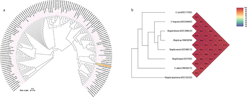 Figure 1. (a) Circular phylogenetic analysis of the complete genomes of Shigella: Phylogenetic tree showing the relationships of genomes of a total 134 Shigella strains including an Antarctica isolate Shigella sp. PAMC28760 (represented in red text), and their phylogenetic position. This analysis was prepared using MEGA X based on 16S rRNA sequences with neighbour-joining method with 1,000-replicate bootstrap. (b) Heatmap generated with OrthoANI values calculated using the OAT software to determine the close relationship of strain S. sp. PAMC28760 with S. flexneri ATCC29903(T), S. sonnei CECT4887(T), E. coli ATCC11775(T), S. boydii GTC779(T), E. fergusonii ATCC35469(T), S. dysenteriae ATCC13313(T), and E. albertii TW07627(T).