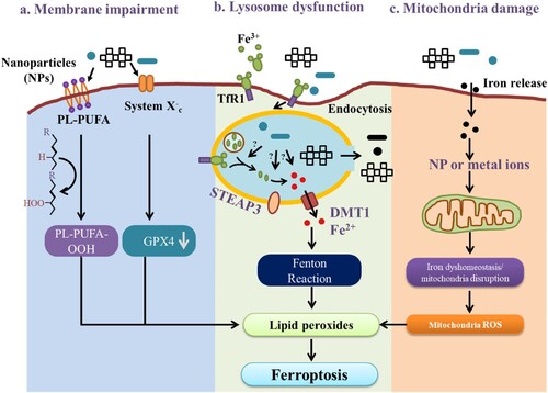 Figure 6. Mechanisms of NPs-induced ferroptosis. (a) Membrane impairment induced by NPs involving LiPr and inactivation of system xc-; (b) lysosome dysfunction induced by NPs including disruption of lysosomal membrane, alteration of acidic environment, modification of STEAP3 and DMT1 activities; and (c) mitochondrial damage induced by NPs including destruction of mitochondrial morphology and dysregulation of the mitochondrial antioxidant defense as well as iron dyshomeostasis.
