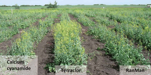 Fig. 3. (Colour online) Effects of calcium cyanamide, Terraclor® and Ranman® on growth of canola plots in a clubroot-infested field near Edmonton, AB. The superior performance of Terraclor® is indicated by more robust foliar growth compared with the other two soil treatments.