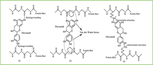 Scheme 1. Proposed fixation mechanism of the protein fibers with flavonoid pigments.