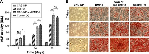 Figure 7 (A) Analysis of the ALP activity of MSCs seeded into the 24-well plates and cultured with the materials for up to 21 days. (B) Alizarin red staining of MSCs seeded on scaffolds for up to 21 days: the CAG-NP group was incubated with minimum medium and the positive control (+) group was incubated with osteoinductive medium. Magnification is 100×.Notes: Results are mean values ± SEM. *P<0.05, **P<0.01, n=4 for each group.Abbreviations: ALP, alkaline phosphatase activity; BMP-2, bone morphogenic protein-2; CAG, chitosan-agarose-gelatin; MSCs, mesenchymal stem cells; NP, nanoparticle; NS, nonsignificant; SEM, scanning electron microscopy.