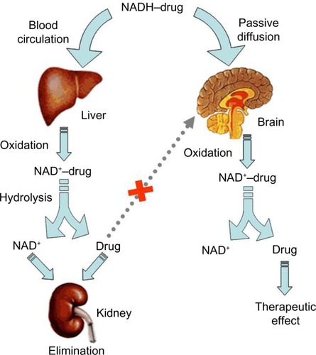 Figure 5 Illustration of 1,4-dihydrotrigonelline system.Abbreviations: NAD+, ionized NADH; NADH, nicotinamide adenine dinucleotide.