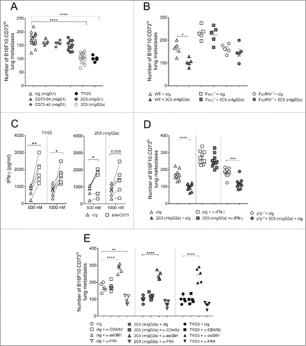 Figure 4. Suppression of metastasis by anti-CD73 antibodies requires the activation of FcγRIV. (A) C57BL/6 WT mice or (B) C57BL/6 WT, FcϵγR−/− and FcγRIV−/− mice were injected intravenously with 1 × 105 B16F10-CD73hi melanoma cells. On days 0 and 3 after tumor inoculation, mice were treated with either cIg (1A7, 250 μg i.p.) or (A) anti-CD73 clones (TY/23, CD73–04 (mIgG1), CD73–46 (mIgG1), 2C5 (mIgG1), 2C5 (mIgG2a), 250 μg each i.p.) or (B) 2C5 (mIgG2a) (250 μg i.p.). On day 14, lungs were harvested and number of lung metastases was quantified by counting colonies on the lung surface. (C) BALB/c and C57BL/6 WT spleens were harvested from naive mice. Splenocytes were mixed in a 1:1 ratio and plated at 2 × 105 cells/well. These cells were cultured in the presence of cIg (IA7) (triangles) or anti-CD73 clones (TY/23, or 2C5 (mIgG2a)) (squares) at 500 nM and 1,000 nM. After 72 h, supernatants were measured for IFNγ. (D) C57BL/6 WT and perforin gene-targeted mice (B6. pfp−/−) or (E) C57BL/6 WT mice were injected intravenously with 1 × 105 B16F10-CD73hi melanoma cells. On days 0 and 3 after tumor inoculation, mice were treated with (D) cIg (250 μg i.p.) or 2C5 (mIgG2a) (250 μg i.p.) or (E) cIg (250 μg i.p.) or 2C5 (mIgG2a) (250 μg i.p.) or TY/23 (250 μg i.p.). In some experiments (D) IFNγ was neutralized in WT mice by injection with anti-IFNγ (H22, 250 μg i.p.) on days −1, 0, and 7. In (E), mice were depleted of NK cells, CD4+ and CD8+ T cells, or Tregs by treatment with anti-asGM1 (100 μg i.p.), anti-CD4/anti-CD8β (100 μg each i.p.), anti-FR4 (10 μg i.v.), respectively, on days −1, 0 and 7. At day 14, lungs were harvested and metastatic burden was quantified by counting colonies on the lung surface. (A, E) Data represented is pooled from three independent experiments while in (B, D) data are shown as mean ± SEM from one experiment with 5–10 mice/group. One-way ANOVA followed by Tukey's multiple analysis comparison was performed to determine statistical significance in A, B, D and E. In (C) paired t-test was performed. (*p < 0.05; **p < 0.01, ***p < 0.001, ****p < 0.0001).