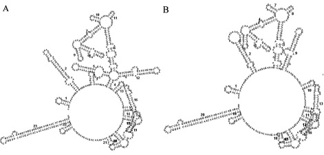 Figure 7. Predicted secondary structure of 3′ NTR of TMUV. The folding pattern was generated by the mfold program as described in Materials and Methods. (A) DTMUV-AH2011 strain; (B) Tembusu YY5 strain.