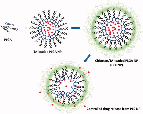 Figure 1. Schematic presentations of preparation of triamcinolone acetonide-loaded PLGA-Chitosan polymer nanoparticles. The PLGA was prepared by solvent-evaporated method and chitosan was coated by electrostatic interactions.