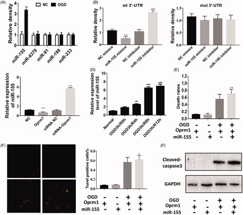 Figure 4. miR-155 is potential target of lncRNA Oprm1. (A) miR-155 is potential target of lncRNA Oprm1. The expression of miR-155 was increased in Oprm1 group, wheras other predicted miRNA was not changed. (B) Luciferase activity was detected to evaluate the binding potential between miR-155 and Oprm1. (C) miR-155 was negatively regulated by Oprm1. (D) The expression of Oprm1 was manifestly increased with the development of reperfusion. (E) The expression of miR-155 was significantly increased in core tissues when reperfusion reached 6 h and reduced at 12 and 24 h. (F) Rescue experiment was performed to detect the regulatory relationship between miR-155 and Oprm1. Death rates were rescued by overexpression of miR-155. (G) Tunel-positive cells were increased in co-transfection group. (H) The cleaved-caspase 3 was rescued by overexpression of miR-155. **p < .01, ***p < .001.