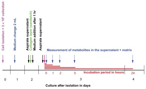 Figure 4 Timeline for diazepam metabolism experiment in primary porcine hepatocytes.Notes: On Day 0, the isolation was performed. Two days later, the cells were coated with the second layer of collagen. On the third day, the experiment took place at different incubation times. The experiment was conducted four times at different isolations. Number of dishes per time point, n = 3 per experiment.