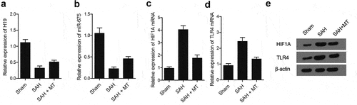 Figure 8. Differential expression of H19, miR-675, HIF1A and TLR4 among various groups. (a) H19 mRNA level was the highest in the sham group and the lowest in the SAH group (* P value< 0.05, vs. sham group; ** P value < 0.05, vs. SAH group). (b) miR-675 level was the highest in the sham group and the lowest in the SAH group (* P value< 0.05, vs. sham group; ** P value < 0.05, vs. SAH group). (c) HIF1A protein level was the lowest in the sham group and the highest in the SAH group (* P value< 0.05, vs. sham group; ** P value < 0.05, vs. SAH group). (d) TLR4 mRNA level was the lowest in the sham group and the highest in the SAH group (* P value< 0.05, vs. sham group; ** P value < 0.05, vs. SAH group). (e) Protein levels of HIF1A and TLR4 were the lowest in the sham group and the highest in the SAH group.