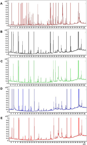 Figure 1 Representative gas chromatography–mass spectrometry (GC–MS) total ion chromatograms (TICs) of quality control (QC) serum (A), liver tissue (B), kidney tissue (C), hippocampal tissue (D), and heart tissue (E).
