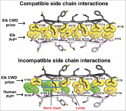 FIGURE 2. Structural models of elk and human side chain packing within the β2-α2 loop may explain CWD transmission barriers. Atomic space-filling models of amino acid side chains within the β2-α2 loop of PrP were modeled as a parallel β-sheet.Citation53 In this model, the CWD PrPSc and cervid PrPC (top pair) interdigitate in a steric zipper. In contrast, the CWD PrPSc and human PrPC (bottom pair) interaction generates a steric clash (blue rectangle) and a cavity (arrow) that would be incompatible with zipper formation and may explain why CWD does not convert human PrPC. Amino acids common to both cervids and humans are yellow; human-specific residues are green.