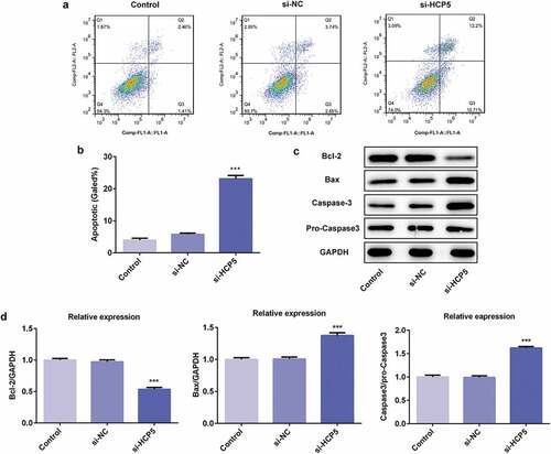 Figure 3. LncRNA HCP5 silencing promotes the apoptosis of AGS cells. (a,b) The cell apoptosis rate was determined by flow cytometry. (c,d) The expression levels of Bcl-2, Bax, Caspase-3 and pro-Caspase-3 were determined by western blot, the GAPDH was set as the internal normalization control. Error bars represent the mean ± SEM from three independent experiments. ***P< 0.001 vs. Control