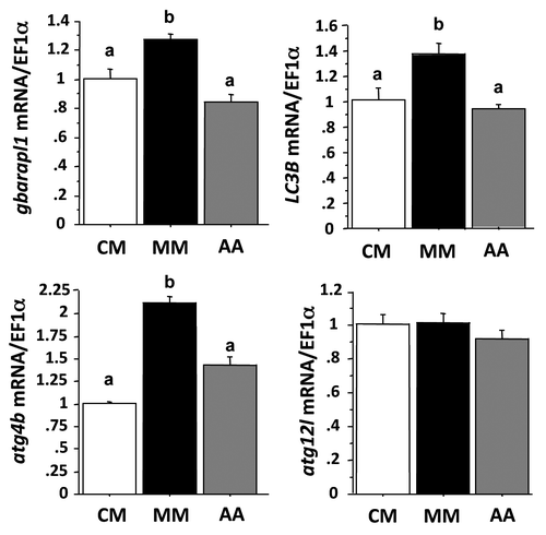 Figure 3. Effect of AA on autophagy-related gene expression in trout myoblasts. Four-day-old cells were incubated in a serum- and amino acid-rich (complete medium, CM) or -deprived medium (minimal medium, MM) for 1 h. The minimal medium was then replaced for 24 h with an amino acid-free (MM) or amino acids (AA)-containing medium (MEM essential and nonessential AA mixtures). LC3B, gabarapl1, atg12l and atg4b mRNA levels were estimated using real-time RT-PCR. Expression values were normalized with elongation factor 1α (EF1α)-expressed transcripts. Results are expressed as means ± SEM, (n = 3 independent experiments, each the mean of 6 replications) and were analyzed by one-way ANOVA followed by Student Newman–Keuls test for multiple comparison (p < 0.05). Different letters represent significantly different values.