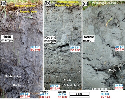 Figure 4. Photographs of substrates below the vegetated western margin of Sutton Salt Lake (Figure 3C). Each profile was dug to hard schist bottom. Substrate EC (mS/cm) and pH were measured on slurries, and water EC and pH were measured on water that accumulated in the bottom of the holes after digging. Data collected when the lake was full in June 2023. A, Substrate profile in the oldest part of the margin (e.g. 1945, Figure 3A–C). B, Substrate profile through pasture grass, ∼2 m from schist outcrop, on the this extended marginal flat (formed since 1974; Supplementary Fig. 3b–d). C, Substrate profile beneath the active lakeward edge of the halophyte rim (Figure 3C–E).