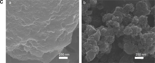 Figure S8 SEM images of B-Cal (a) and N-Cal (b) after incubation ex vivo in tissue extracted fluids: gastric fluid for 1 hour (A), intestinal fluid for 4 hours (B), and plasma for 4 hours (C).Abbreviations: B-Cal, bulk calcium carbonates; N-Cal, nano calcium carbonates; SEM, scanning electron microscopy.
