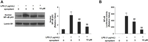 Figure 8 Aprepitant prevented activation of NF-κB in RAW264.7 macrophages. Cells were treated with 1 μg/mL LPS in the presence or absence of aprepitant (5, 10 μM) for 6 h. (A) Nuclear translocation of NF-κB p65 with Lamin B1 as an internal control; (B) luciferase activity of NF-κB (**, ##, $$, P<0.01 vs the control group, the 1 μg/mL LPS group, the 1 μg/mL LPS+5 μM aprepitant group, respectively).