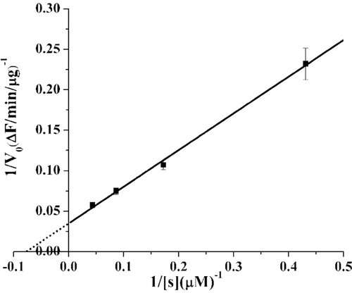 Figure 2.  Measurement the Km of human cd-MMP-1. Lineweaver-Burk plot analysis yielded the Km of cd-MMP-1 for peptide substrate was 13.02 μM. The data points are means ± SE for triplicate experiments.