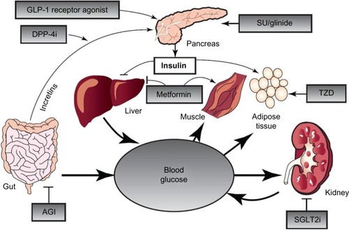 Figure 1 The organ systems involved in the pathogenesis of T2DM.