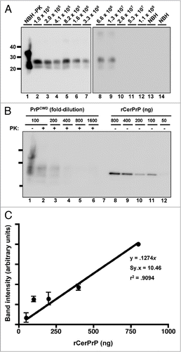 Figure 2 PrPCWD detection limit in water. (A) All samples were digested with Proteinase K except normal brain homogenate (NBH) in lane 1. Lanes 2 through 12 show amplified samples at the indicated starting dilution of CWD-positive brain into water. Lanes 13 and 14 show amplified NBH controls. The highest dilution reproducibly detected was 1:1.3 × 107 (lane 9). (B) Representative western blot showing serial 2-fold dilutions of PrPCWD (lanes 1–6) and rCerPrP (lanes 8–12). Samples were PK digested where indicated. Known quantities of rCerPrP were loaded in the indicated lanes to generate the standard curve in shown in (C). Densitometric analyses were performed on four unsaturated replicate blots. PRPCWD was estimated by interpolation of band intensities to the standard curve. The linear regression equation, the standard deviation of the residuals (Sy.x) and the goodness-of-fit (r2) of the curve are indicated. Molecular weight markers in kilodaltons are shown to the left of the blots, which are representative of four replicates using two distinct CWD prion isolates.