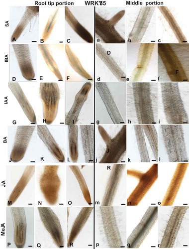 Figure 5. Effect of exogenous phytohormone application on GUS expression in WRKY35:GUS root line. Subcultured roots (7 days old) were transferred to GB as control (A,D,G,J,M,P and a,b,g,j,m,p) or to GB containing SA (1, 5 mM; B,C, b,c), IBA (1, 10 µM; E,F, e,f), IAA (1, 5 µM; H,I; h,i), BA (0.1, 0.5 µM; K,L, k,l), JA (10, 20 µM; N,O, n,o), MeJA (0.01, 0.1 mM; Q,R, q,r) for 16 h before root staining. GUS was detected histochemically and root elongation zone (A–R) or mature roots (a–r) were monitored. Figures are representative of at least five independent experiments. Scale bar = 0.5 mm.