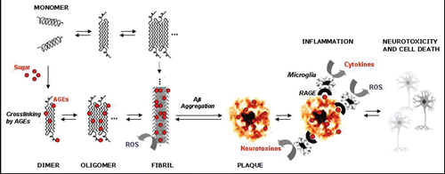 Figure 3 Direct and indirect effects of advanced glycation endproducts through crosslinking of Aβ peptide.