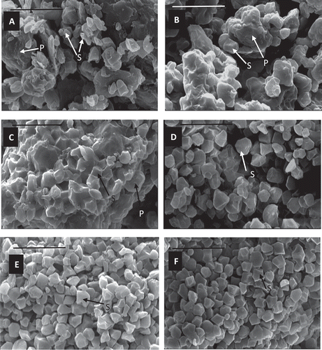 FIGURE 1 Micrographs of A: rice flour (RF); B: hydrothermaled rice flour for 3 h (HTRF3); C: hydrothermaled rice flour for 5 h (HTRF5); D: rice starch (RS); E: hydrothermaled rice starch for 3 h (HTRS3); and F: hydrothermaled rice starch for 5 h (HTRS5). Bars on the images are 20 µm. S: starch granules; P: protein.